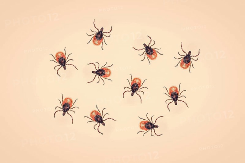 Ticks on a yellow background