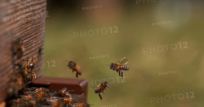 European Honey Bee (apis mellifera), Bees Going To The Hive, Insects in Flight, Return Of Boot, Bee Hive in Normandy