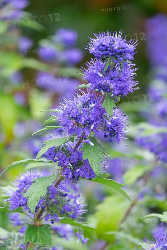 Clandon (Caryopteris x clandonensis) beard flower, variety 'Blauer Spatz', Münsterland, North Rhine-Westphalia, Germany, Europe