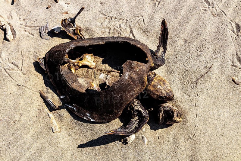 Dead sea turtle (Cheloniidae) in the sand on the beach of La Bocana, Baja de Hualtulco, South Pacific Coast, Oaxaca, Mexico, Central America