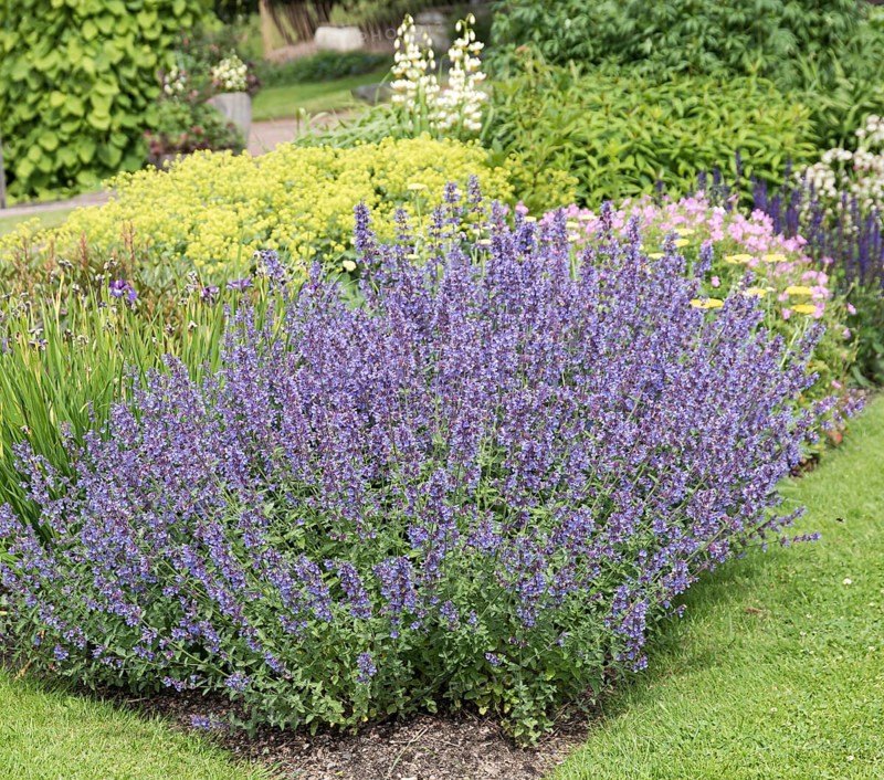 Catmint (Nepeta 'Walker's Low')