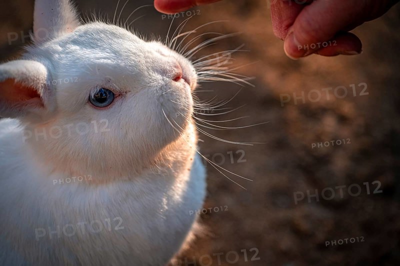 Pygmy rabbit (Brachylagus idahoensis) in the enclosure in the sunshine, Eisenberg, Thuringia, Germany, Europe
