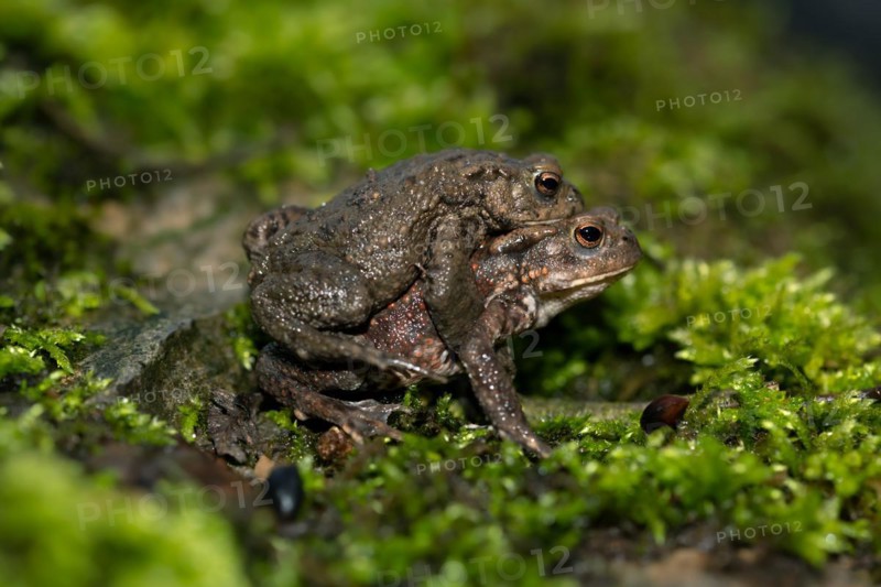 Common toad (Bufo bufo), pair on the way to the spawning waters, night shot, Velbert, North Rhine-Westphalia, Germany, Europe