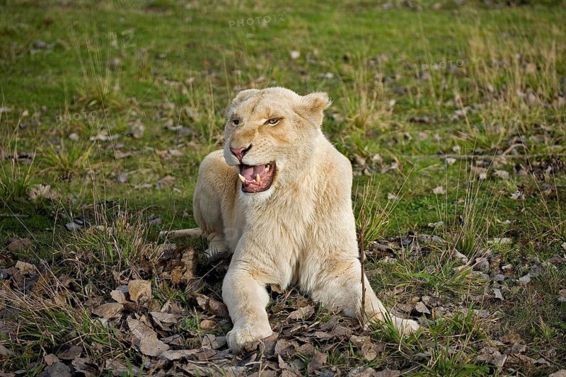WHITE LION (panthera leo) krugensis, FEMALE SNARLING, THREAT POSTURE