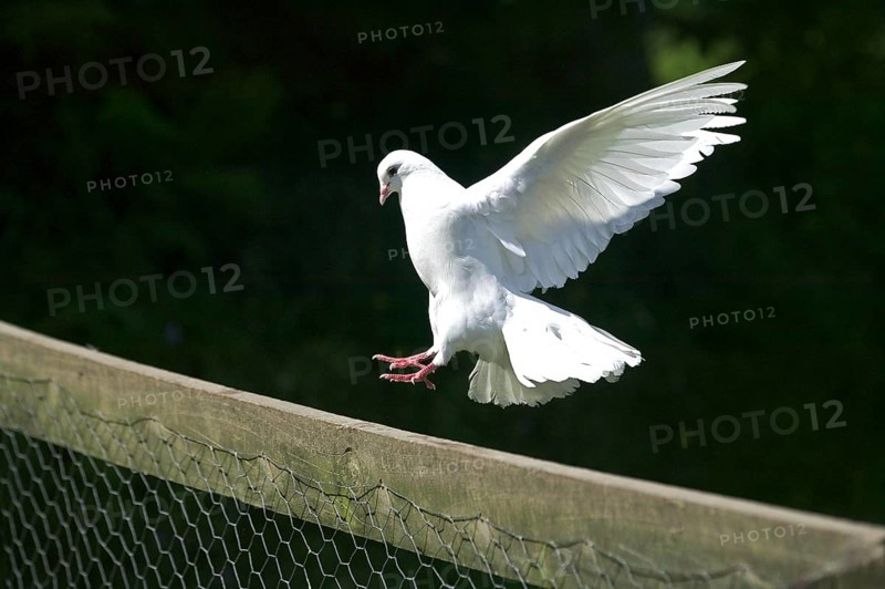 WHITE FANTAIL PIGEON