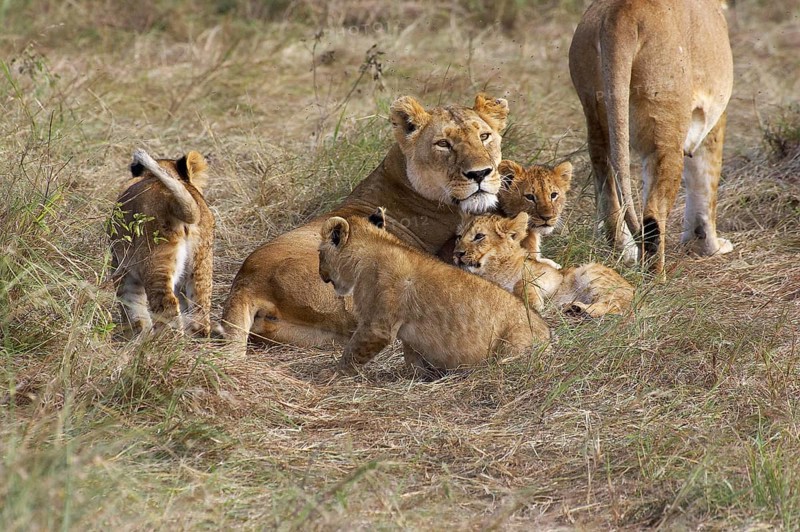 African Lion (panthera leo), Mother with Cub, Masai Mara Park in Kenya