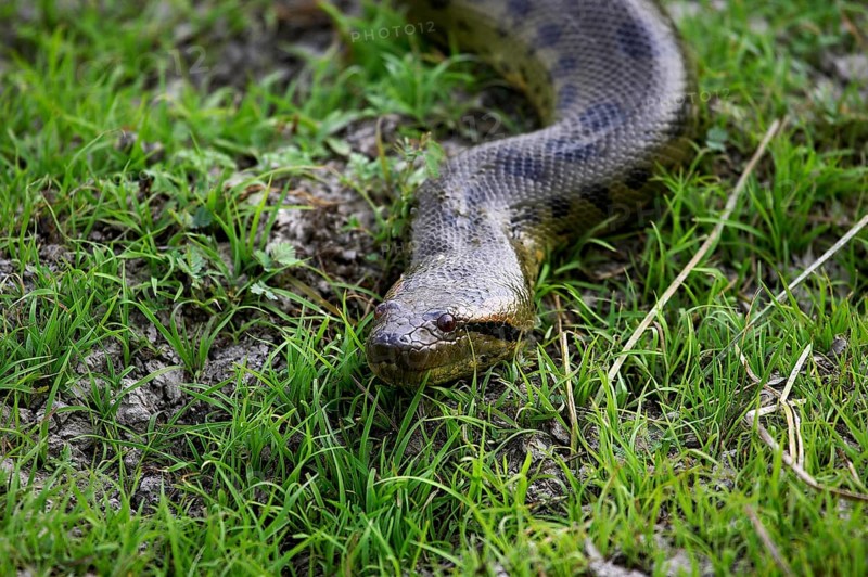 Green Anaconda (eunectes murinus), Adult standing on Grass, Los Lianos in Venezuela