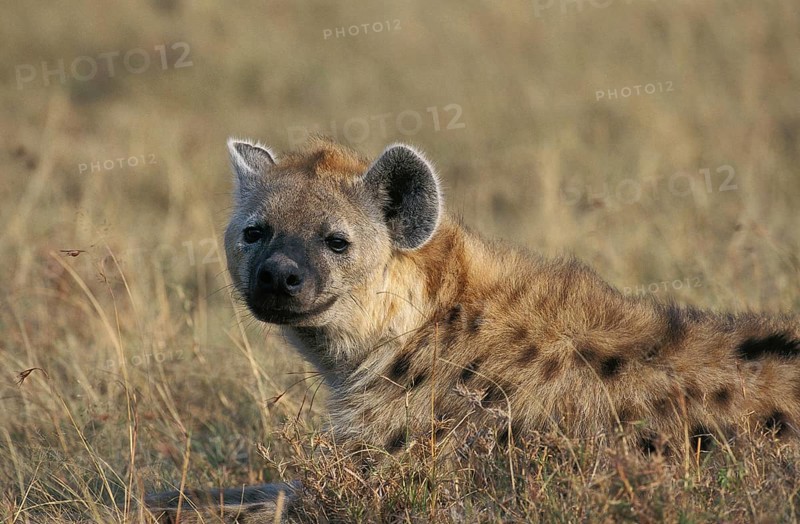 Spotted Hyena (crocuta crocuta), Adult laying on Grass, Masai Mara Park in Kenya