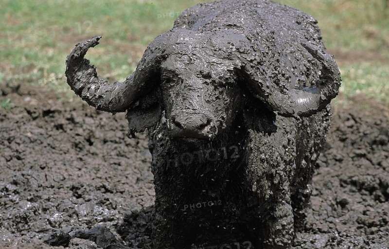 African Buffalo (syncerus caffer), Adult having Mud Bath, Serengeti Park in Tanzania