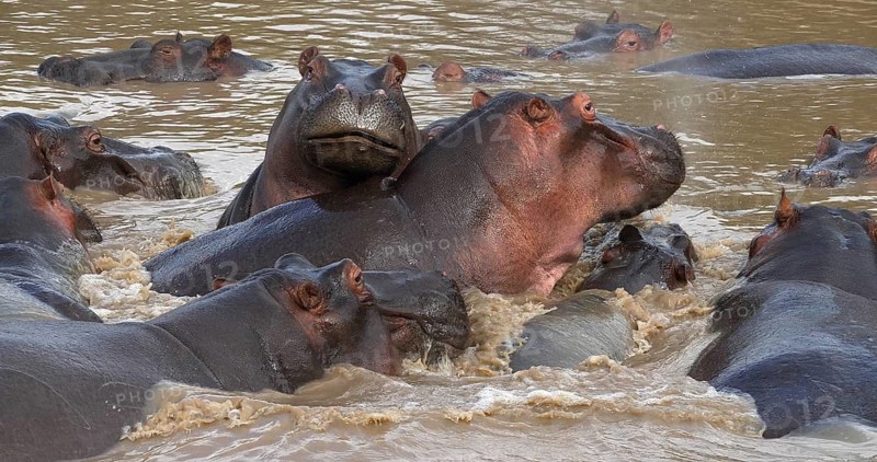 Hippopotamus (hippopotamus amphibius), Group standing in River, Masai Mara park in Kenya