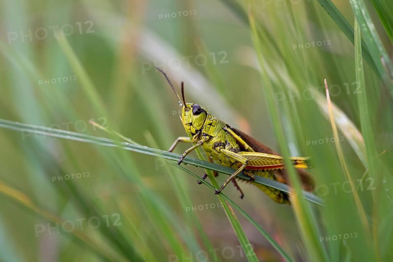 Large marsh grasshopper (Stethophyma grossum), sitting on blade of grass, Murnauer moss nature reserve, Bavaria, Germany, Europe