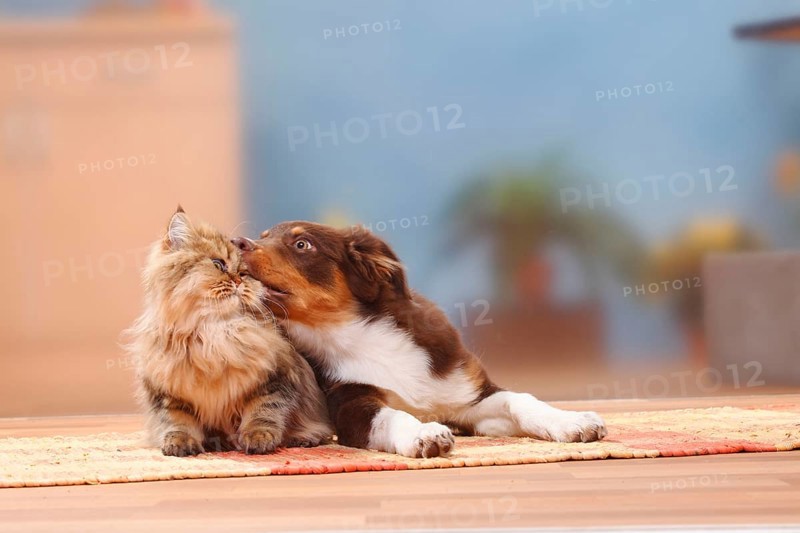 Australian Shepherd, red-tri, 5 months, puppy, and British Longhair, British Longhair cat, Highlander, Lowlander, Britanica, BLH, cuddle