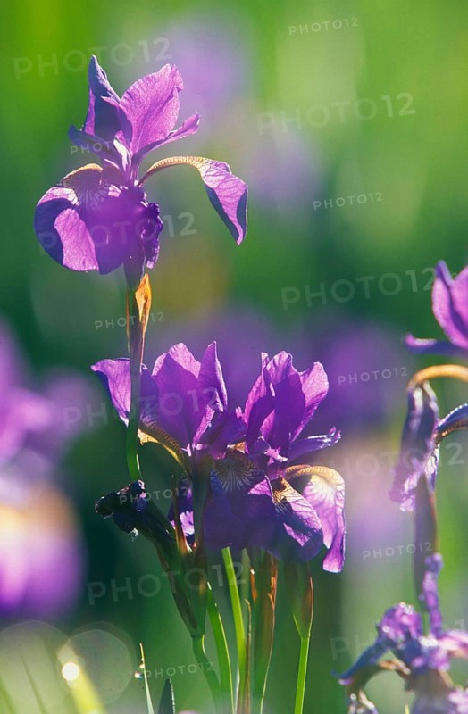 Iris in the backlight