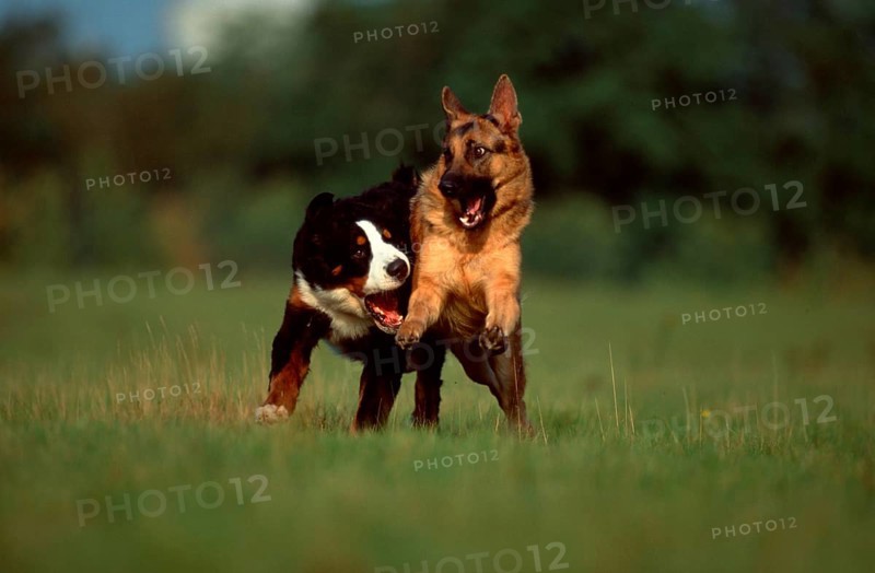 German Shepherd Dog and Bernese Mountain Dog, German Shepherd Dog