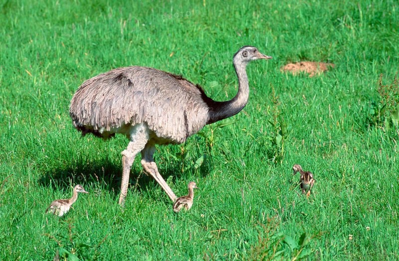 American Rhea (Rhea americana), male with greater rhea