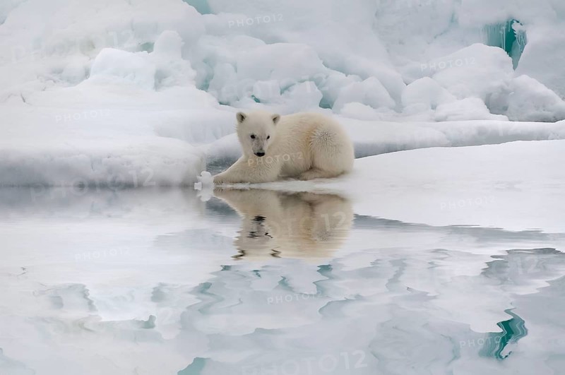 Polar bear (Thalassarctos maritimus), young, Spitsbergen, Svalbard Archipelago, Barents Sea, polar bear Norway