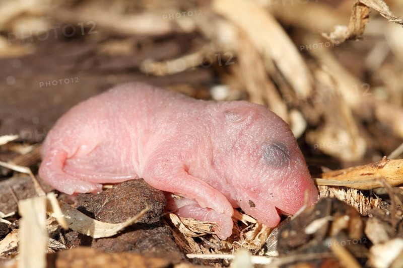 Yellow-necked Mouse (Apodemus flavicollis), newborn young, Lower Saxony, Germany, Europe