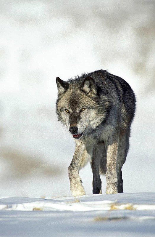 North American mackenzie valley wolf (canis lupus occidentalis), adult on snow, Canada, North America