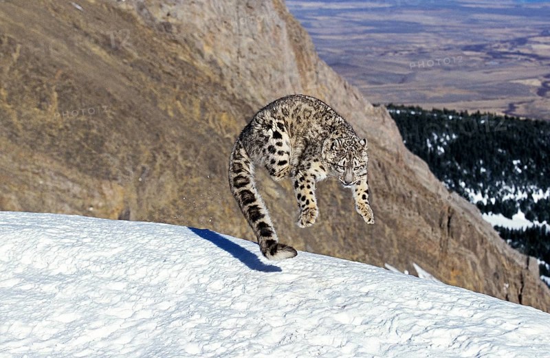 Snow leopard or ounce, uncia uncia, adult jumping on snow