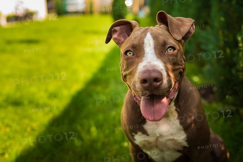 Young American Staffordshire pitbull dog outdoors in summer day