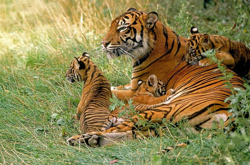 Sumatran tiger (panthera tigris sumatrae), FEMALE LYING WITH DICE ON GRASS