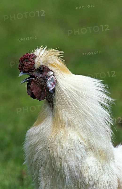 Negre Soie cock, French breed