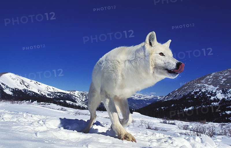 ARCTIC WOLF (canis lupus tundrarum), ADULT ON SNOW, LICKING NOSE