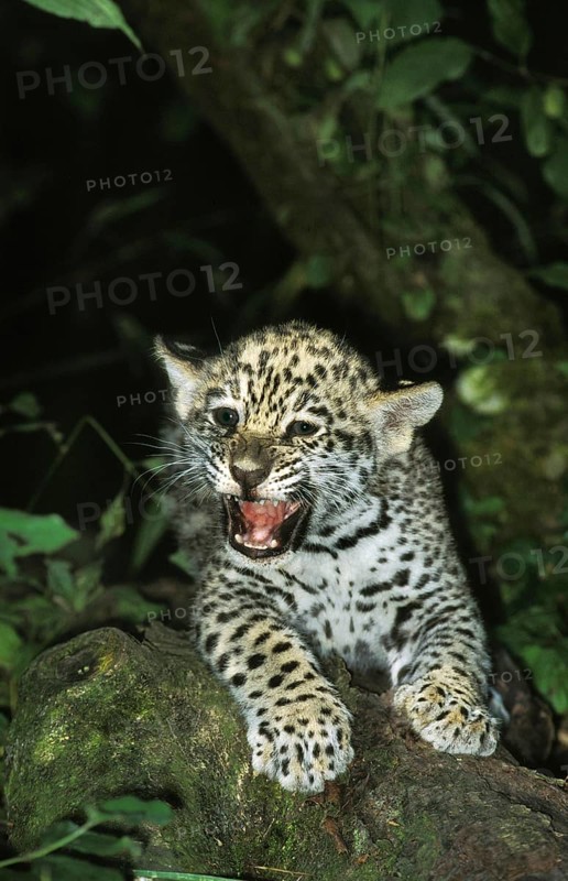 Jaguar (panthera onca), Cub snarling