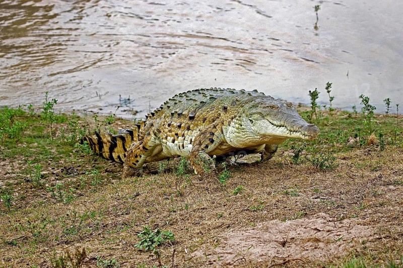 ORINOCO CROCODILE (crocodylus intermedius), ADULT EMERGING FROM RIVER, LOS LIANOS IN VENEZUELA