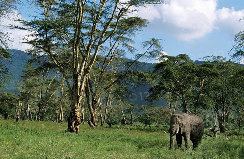 African Elephant (loxodonta africana), Adult in Acacia Forest, Kenya, Africa