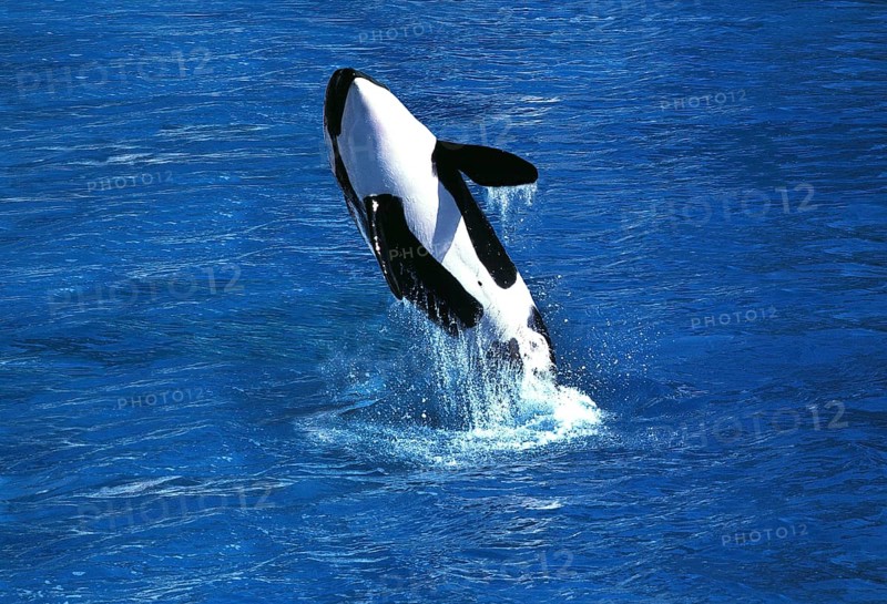 Killer Whale (orcinus orca), Adult Breaching
