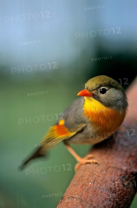 Red-billed leiothrix (Leiothrix lutea), China Sunbird, Chinese Sunbird, China Nightingale, Chinese Nightingale