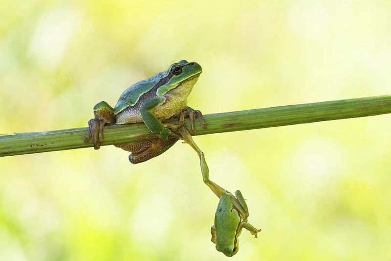 Two European Treefrogs (Hyla arborea) perched on a blade of grass, Tyrol, Austria, Europe