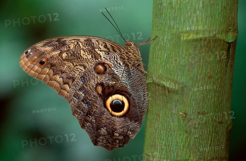 Pale owl (Caligo memnon), page