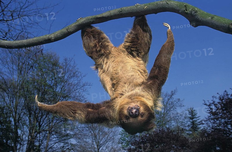 TWO-TEAMED SLOT (Choloepus didactylus) HANGS UP FROM THE BRANCH AGAINST BLUE HEAVEN