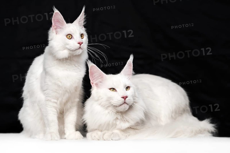 Beautiful studio shot portrait of two American Forest Cats on black and white background. One white domestic animal is sitting, other cat - lying