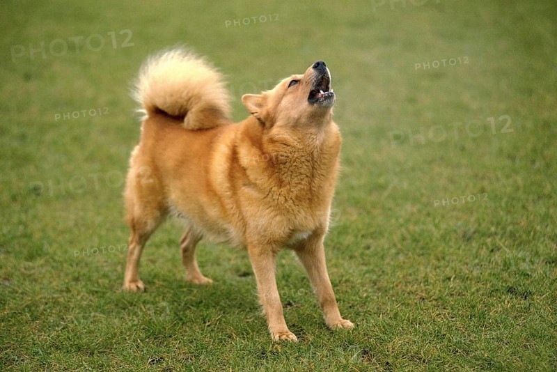 Finnish Spitz, adult standing on grass, barking