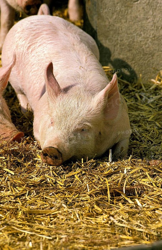 Large White Domestic Pig, Piglet sleeping on Straw