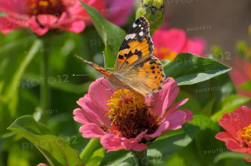 Butterfly : painted lady (Vanessa cardui) on zinnia (Zinnia violacea) flower, zinnia and thistle butterfly