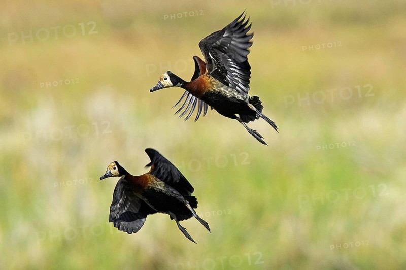 White-Faced Whistling Duck (dendrocygna viduata), Adults in Flight, Los Lianos in Venezuela