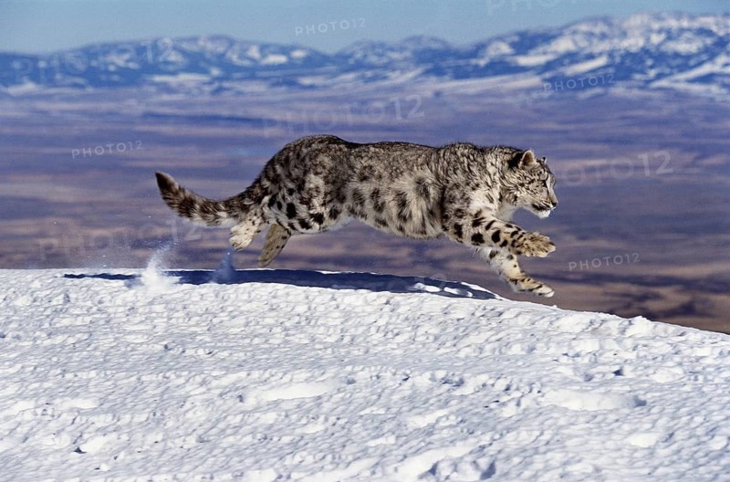 Snow leopard or ounce, uncia uncia, adult walking on snow through the mountain