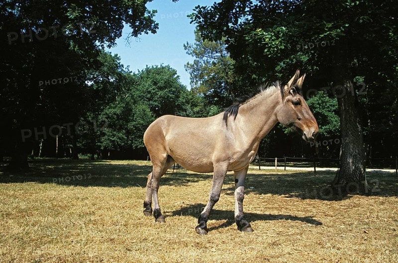 Mule, cross between male donkey and female horse