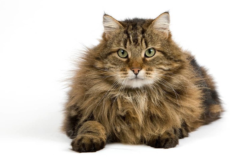 Angora domestic cat, male against white background