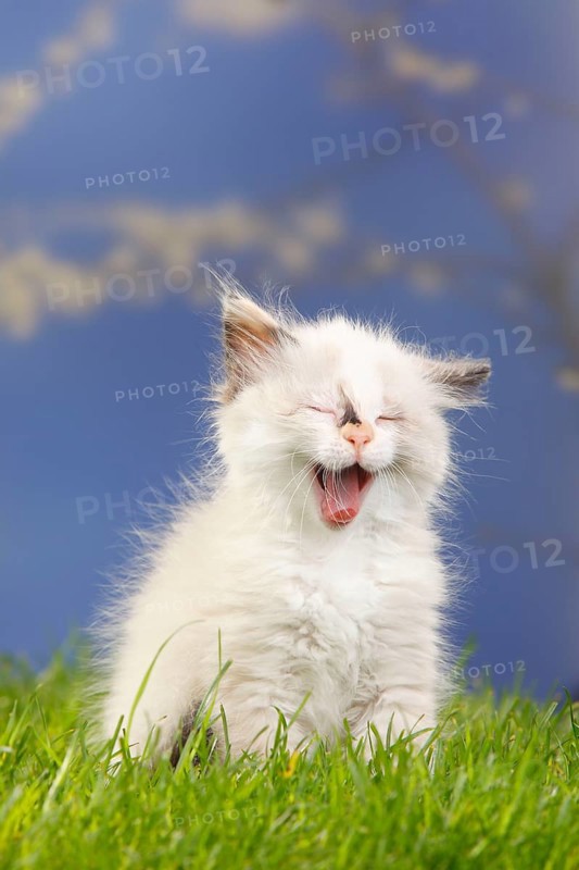 Neva Masquarade, kitten, 7 weeks, Siberian Forest Cat, Siberian cat, Siberia, Neva Masquerade
