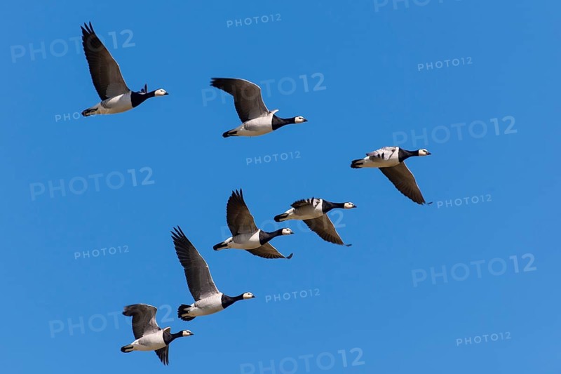 Barnacle geese (Branta leucopsis) Lower Saxony, Germany, Europe