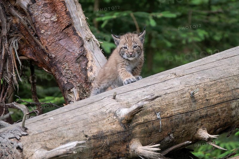 Baby Eurasian lynx (Lynx lynx) climbing on tree trunk, Wildpark Mautern, Styria, Austria, Europe