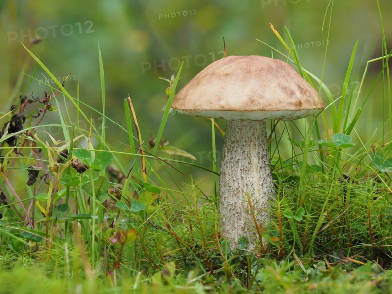 commonly known as the rough-stemmed bolete, scaber stalk, and birch bolete (Leccinum scabrum), is an edible mushroom in the family Boletaceae. Shot from Sweden