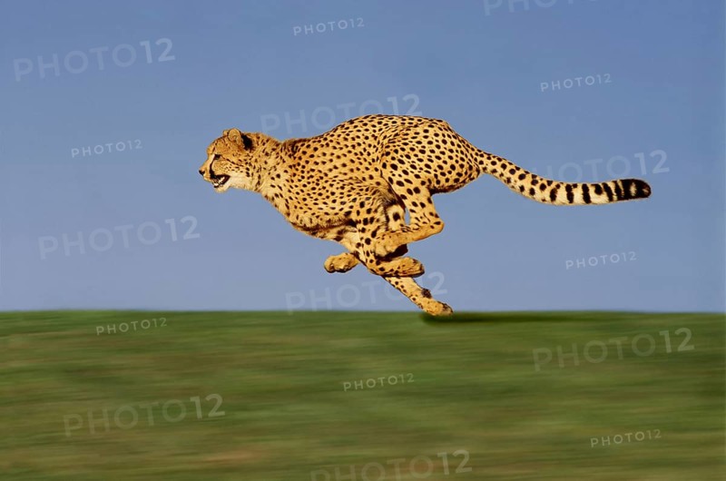 CHEETAH (acinonyx jubatus), Adult running through Savannah