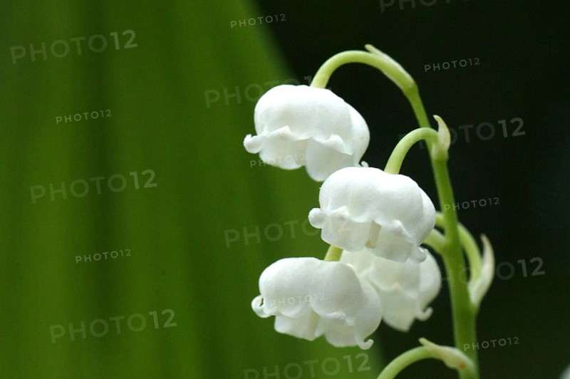 Lily of the Valley (convallaria majalis)