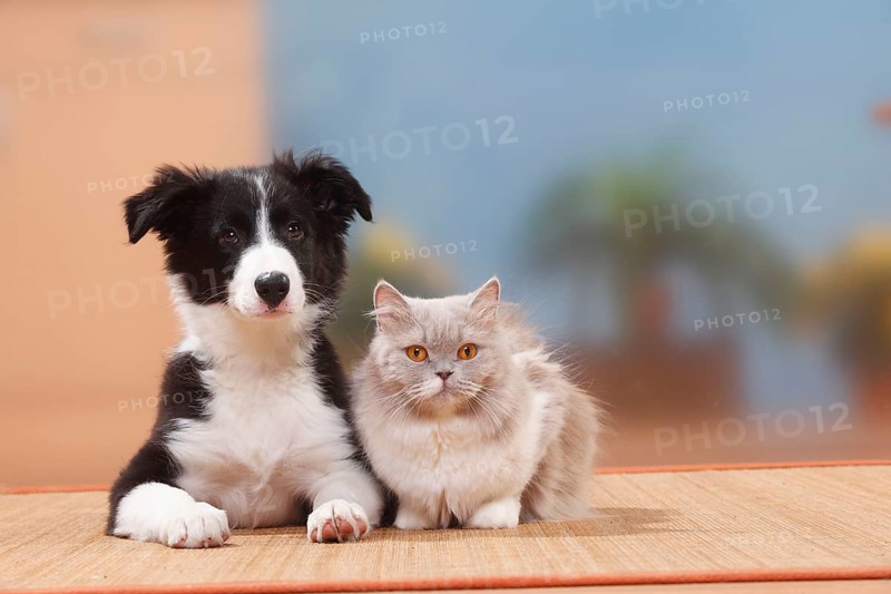 Border collie, puppy, 13 weeks, and British longhair, lilac-white, British longhair cat, Highlander, Lowlander, Britanica, BLH